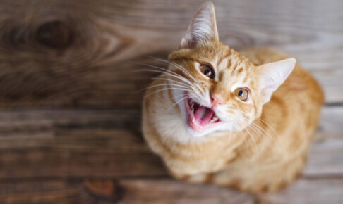 猫がよく鳴く理由は？おしゃべり好きは種類や性格、育った環境などが関係していることも