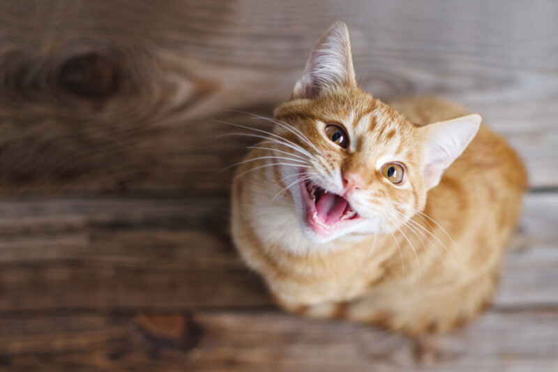 猫がよく鳴く理由は?おしゃべり好きは種類や性格、育った環境などが関係していることも
