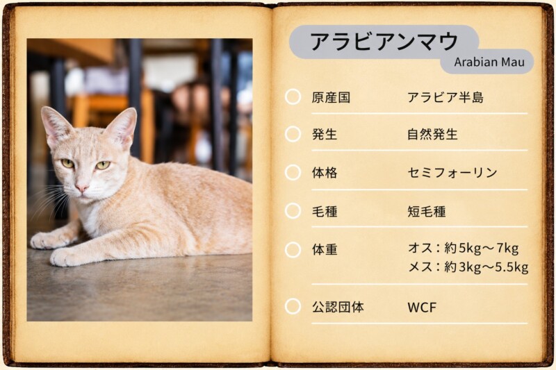 アラビアンマウ