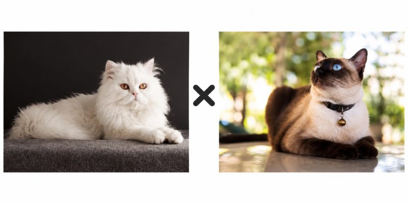 ペルシャとシャム猫