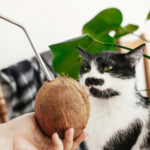 キャットフードに使用される「ココナッツ」。猫の皮膚や被毛のケア、便通のサポートに効果的
