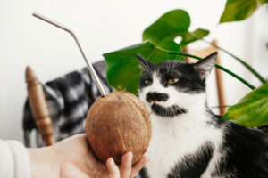 キャットフードに使用される「ココナッツ」。猫の皮膚や被毛のケア、便通のサポートに効果的