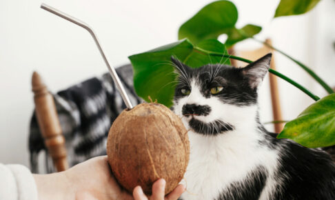 キャットフードに使用される「ココナッツ」。猫の皮膚や被毛のケア、便通のサポートに効果的