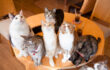 【全105種】猫の種類一覧！みんな可愛い！特徴や公認団体、誕生スタイルについても