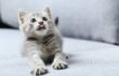 ぬるま湯で10分！キャットフードのふやかし方完全ガイド｜いつ・どうやって・なぜ必要？